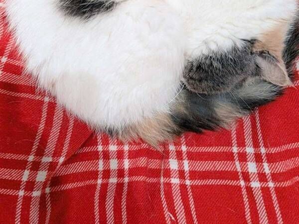 飼い主「丸いにも限度ってもんがある」　猫の姿に「座布団かな」「まんじゅう？」