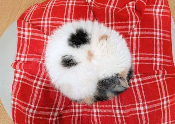 飼い主「丸いにも限度ってもんがある」　猫の姿に「座布団かな」「まんじゅう？」