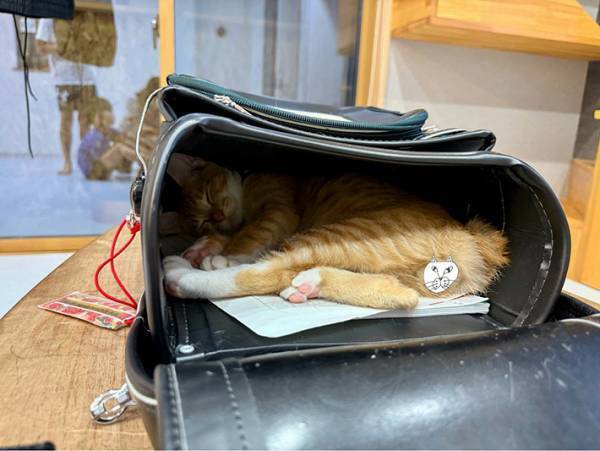 ランドセルを見て、明日の支度を諦めた小学生　なぜかというと…