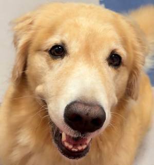 「本当に同じ犬？」　レトリバーの２枚に目を疑う！