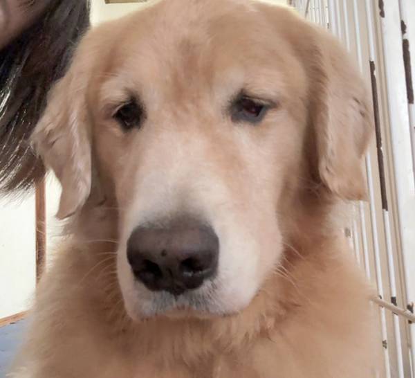 「本当に同じ犬？」　レトリバーの２枚に目を疑う！