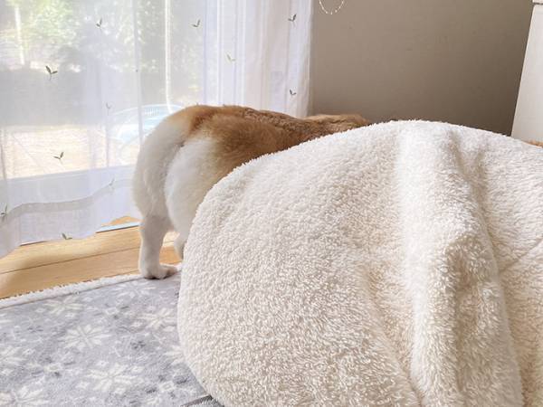 娘の友人が付けた『犬のあだ名』　理由に「理解して吹いた」「センスが１００点」