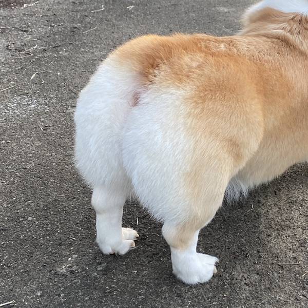 娘の友人が付けた『犬のあだ名』　理由に「理解して吹いた」「センスが１００点」