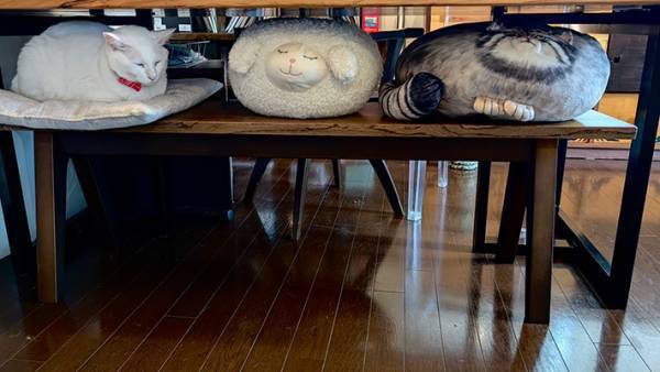 愛猫を探す飼い主　見つけた場所に「違和感なくて笑う」「絶妙な紛れ具合」