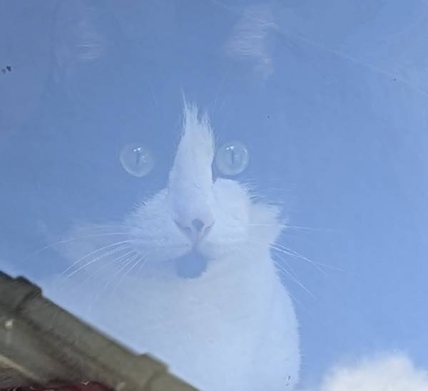 窓越しに猫を撮影したら？　「ここ数日で一番笑った」「完全に一致」