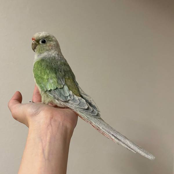 『インコ』を写した４枚に「四度見したわ」　正体に目を疑う人続出