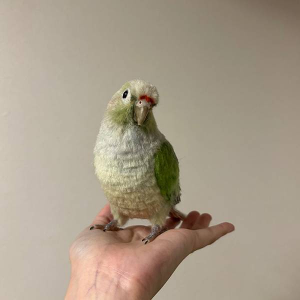 『インコ』を写した４枚に「四度見したわ」　正体に目を疑う人続出