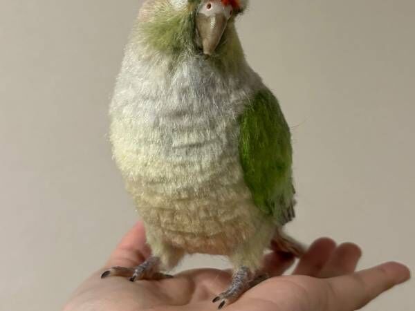 『インコ』を写した４枚に「四度見したわ」　正体に目を疑う人続出