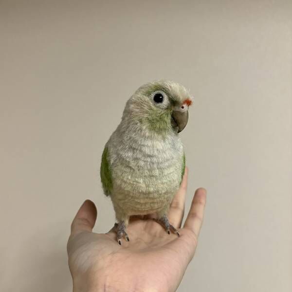 羊毛フェルトで作ったインコ