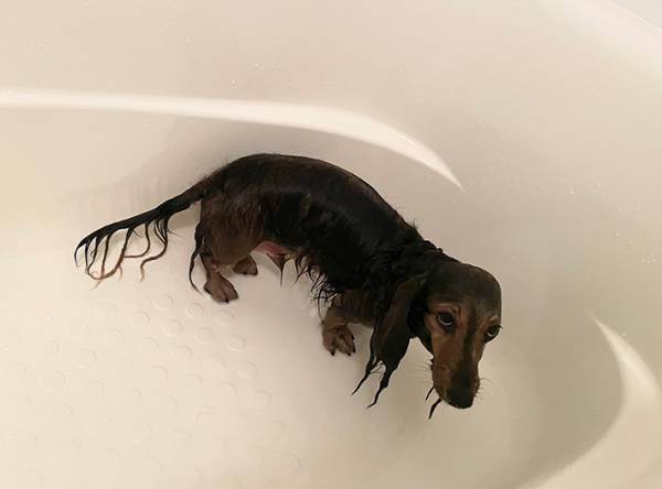 「許さないんだから…」　愛犬の風呂上がりの表情に「かわいすぎる」「呪ってやるって感じの顔」