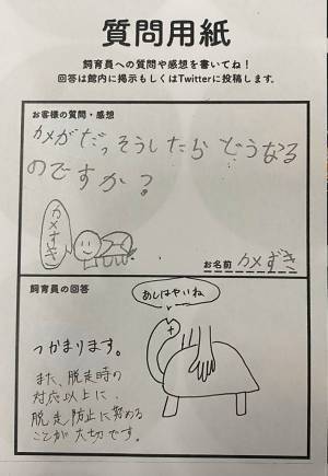 質問用紙にカメを描いたら？　飼育員の返しに「マジで好き」