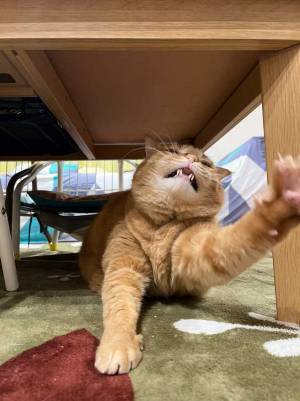 猫「助けてほしいニャ…」　テーブルの下で見せた姿が？「役者魂が目覚めてる」