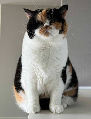 「出会った時」「現在」　猫のビフォーアフターに「何があったん？」