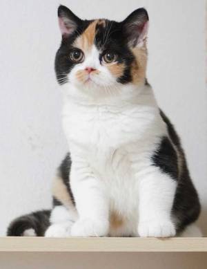 「出会った時」「現在」　猫のビフォーアフターに「何があったん？」