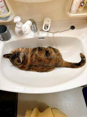 猫のいる場所はどこでしょう？　飼い主の撮影した１枚に「笑った」