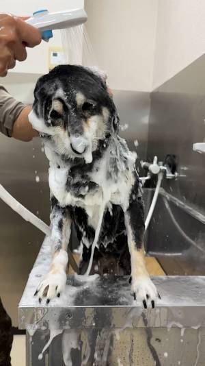 飼い主「妖怪かよ」　泡だらけの柴犬に「爆笑」「どちら様ですか？」