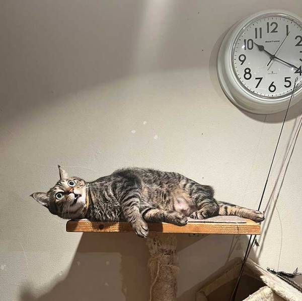 飼い主「何が降臨したんだよ！」　愛猫の表情にツッコミの嵐！