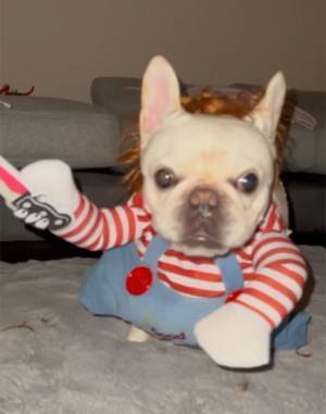 「吹いた」「思ったよりホラー」　飼い主が、扉を開けると…？