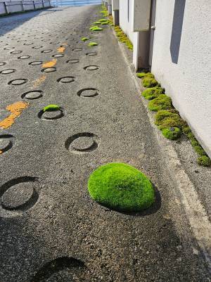 「家に飾りたい」「かわいい」　１４万人が『いいね』をした苔が、こちら