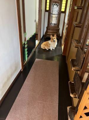 飼い主「私が頑張る時に限って…」　作業を妨げにきた愛犬が、実は？