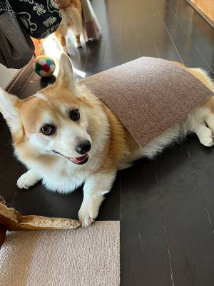 飼い主「私が頑張る時に限って…」　作業を妨げにきた愛犬が、実は？