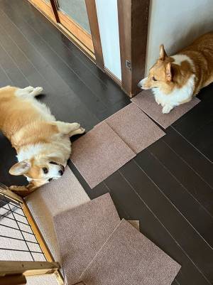 飼い主「私が頑張る時に限って…」　作業を妨げにきた愛犬が、実は？