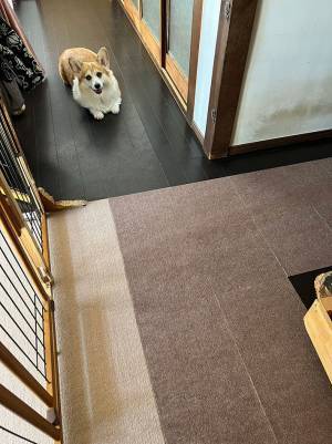 飼い主「私が頑張る時に限って…」　作業を妨げにきた愛犬が、実は？