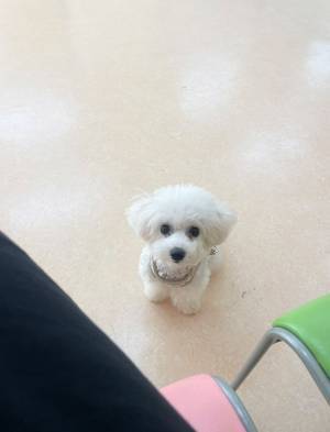 「すみません、タイミーからきました」　飼い主が撮影した１枚が？