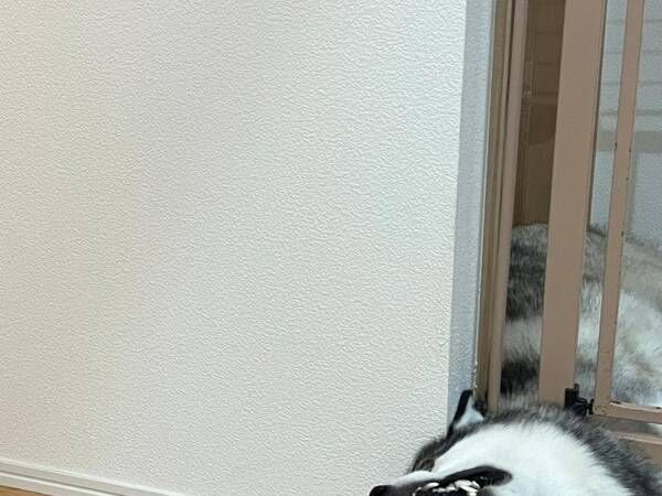 『新入り』猫を見たハスキー、行動に「ホラーやん」「笑い転げた」