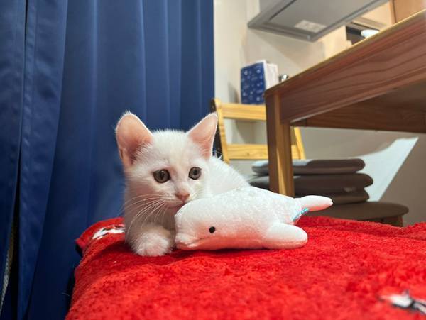 『新入り』猫を見たハスキー、行動に「ホラーやん」「笑い転げた」