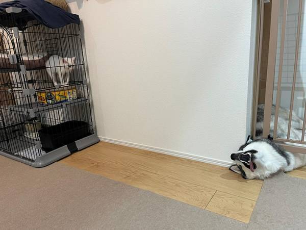 『新入り』猫を見たハスキー、行動に「ホラーやん」「笑い転げた」