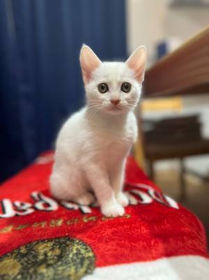 『新入り』猫を見たハスキー、行動に「ホラーやん」「笑い転げた」