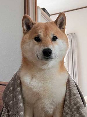 人間みたいな柴犬　飼い主が激写した１枚に「イケメンですね」「表情がナイス」