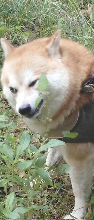 「この顔ずっと笑える」　いつもはかわいらしい、柴犬の目が？