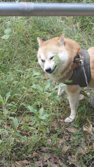 「この顔ずっと笑える」　いつもはかわいらしい、柴犬の目が？