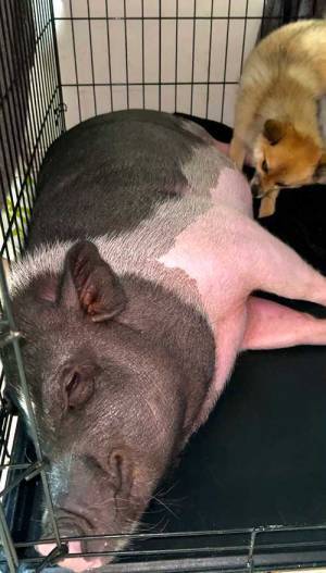 ケージの中で動く犬の姿が？　まさかの光景に「食べちゃいそう」