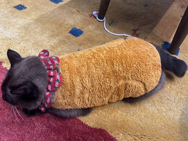 「エビフライが落ちてる」と思ったら？　正体に「最高か！」「ジュルリ…」