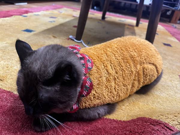 「エビフライが落ちてる」と思ったら？　正体に「最高か！」「ジュルリ…」