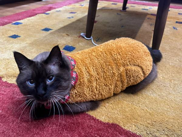 「エビフライが落ちてる」と思ったら？　正体に「最高か！」「ジュルリ…」