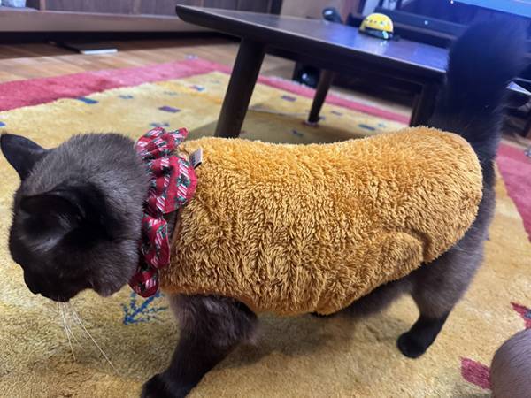 「エビフライが落ちてる」と思ったら？　正体に「最高か！」「ジュルリ…」