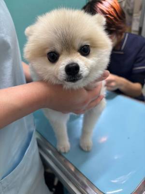 ポメラニアンを動物病院に連れていくと…　言われた言葉に「病院キライ」