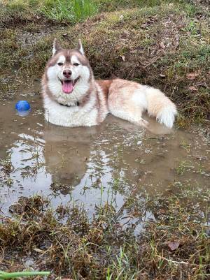 ドッグランに行った飼い主、嘆いたワケに「思わず二度見した」「これは泣いていい」