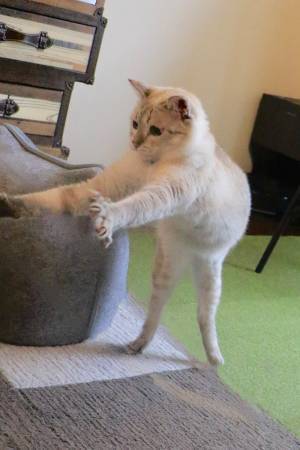 飼い主「思わず二度見した」　猫の体勢に「猫背とは」「脚がフラミンゴ」