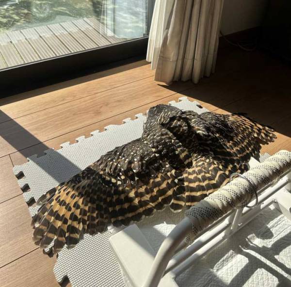 日向ぼっこをしていたのは？　犬や猫ではなく…「なんてゴージャスなんだ」「す、すごい」