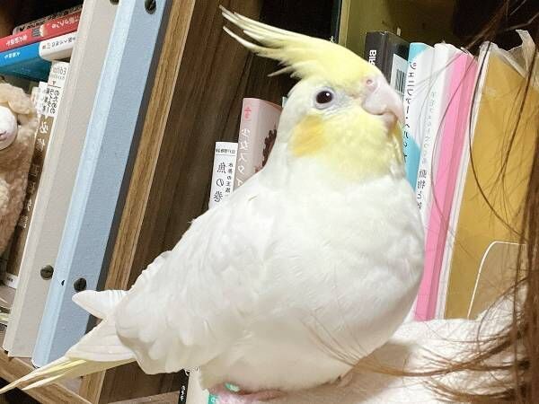 インコの写真に届いたコメントが？　投稿に「笑った」「そうとしか見えない」