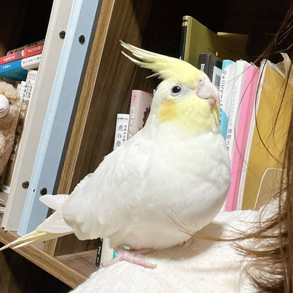インコの写真に届いたコメントが？　投稿に「笑った」「そうとしか見えない」