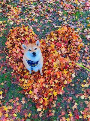 「素敵すぎる」「たまりません」　柴犬がいる『モミジの絨毯』の形が…？