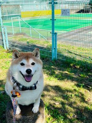 かわいらしい柴犬を写した１枚　しかし、背後の貼り紙を見ると…？