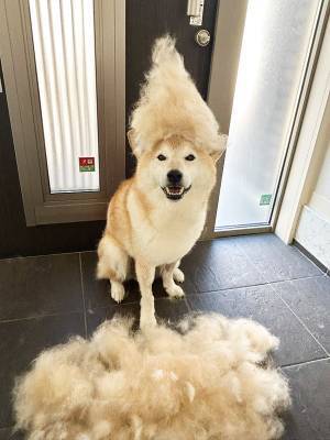 「二度見を超えて五度見したわ」　換毛期になった柴犬を見ると？