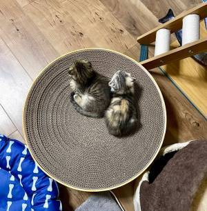 大きくなっても変わらない、兄妹愛　ビフォーアフターの写真に２万『いいね』